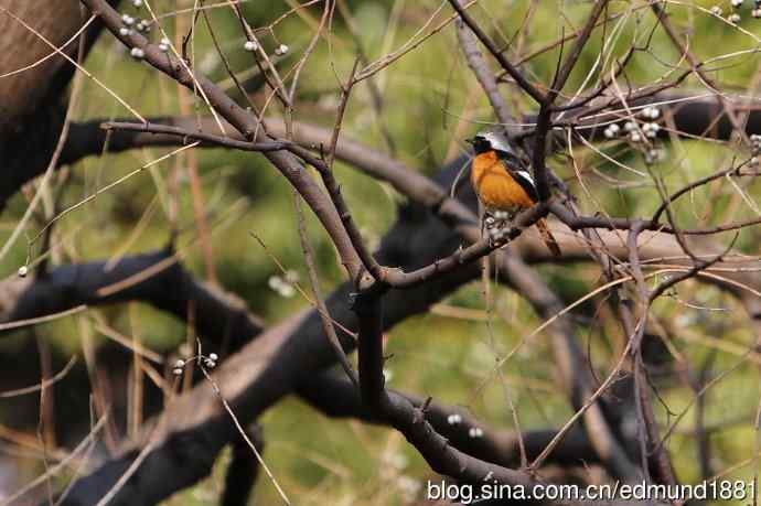 2012除夕滨江森林公园二寻太平鸟