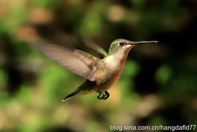 红玉喉北蜂鸟(4) 红玉喉北蜂鸟(4)