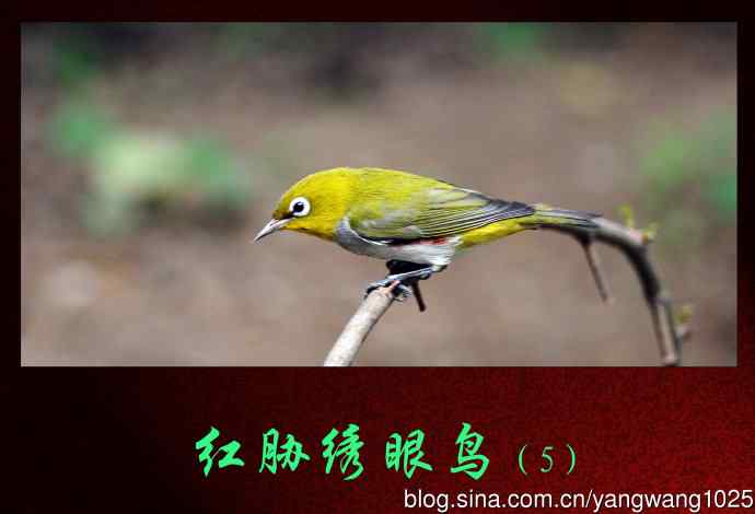 红胁绣眼鸟（5）