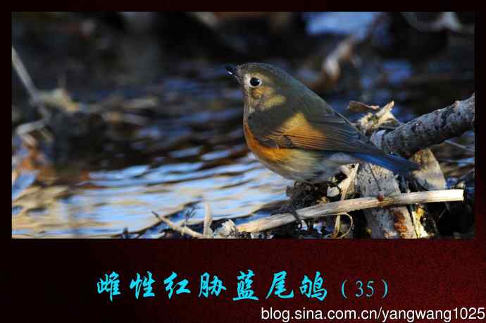 雌性红胁蓝尾鸲(35)