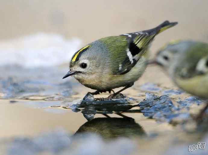 圆明园&nbsp;wbr路&nbsp;wbr戴菊