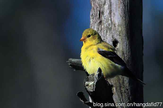美洲金翅雀：雌鸟