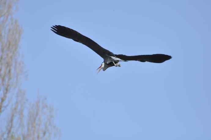 苍鹭（2011年4月）