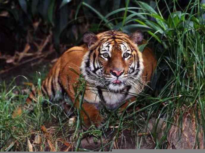 犬科：薮犬亚科豺属之豺