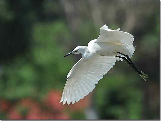 北戴河南戴河观赏鹭鸶