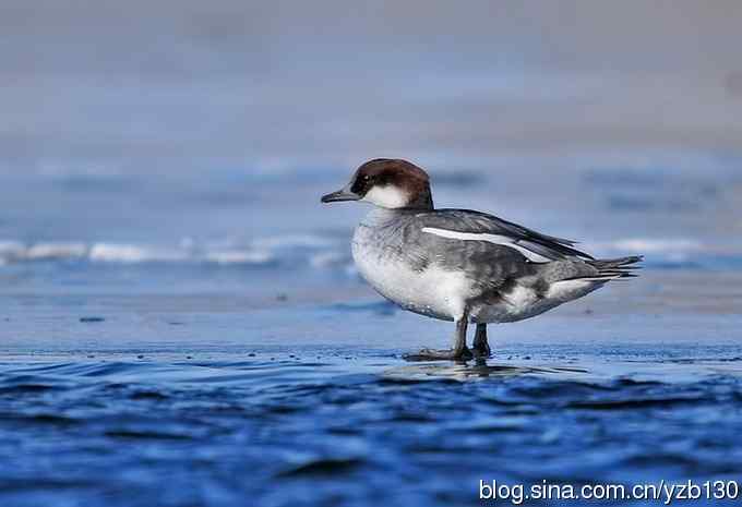 冰之恋(组图,5张照片) 冰之恋(组图,5张照片)