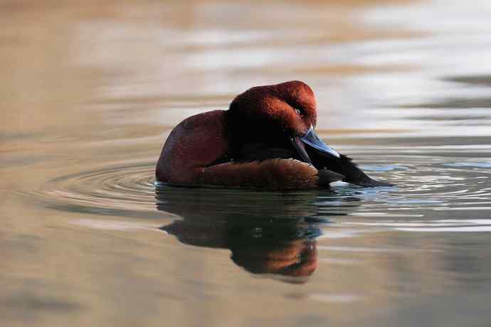 稻香湖的潜鸭☆