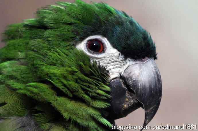 灵魂之窗 望远镜摄影Digiscoping