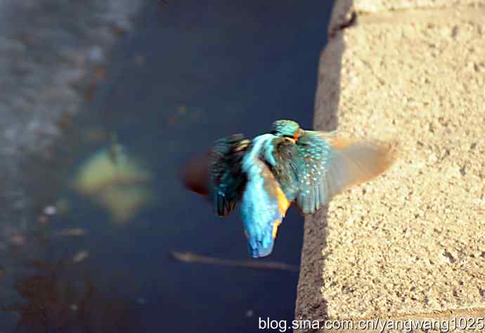 数九寒天我拍到了翠鸟