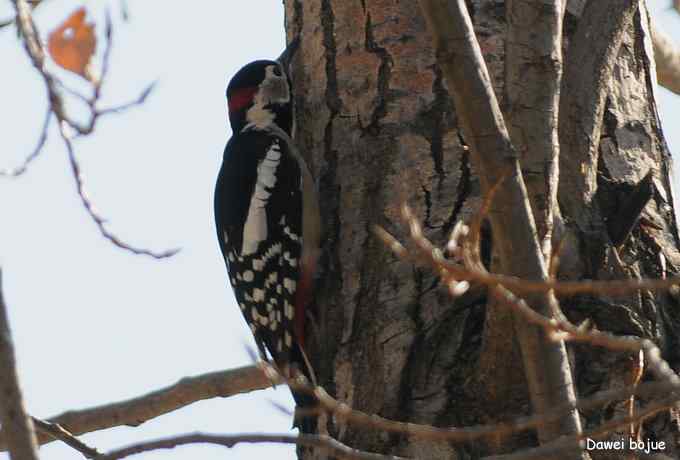 翩然红翅和十渡的那些鸟