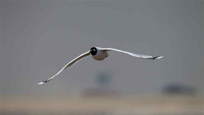 人类曾经遗失的鸥鸟---遗鸥
