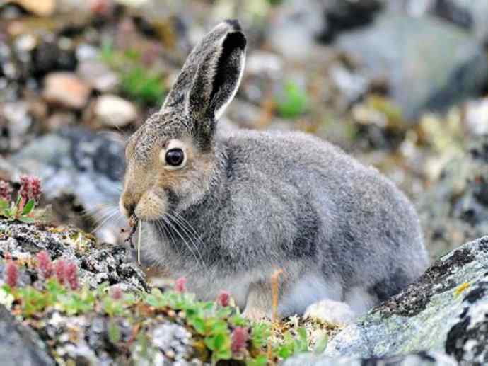 犬科：狐亚科之北极狐（雪鸮、雷鸟）