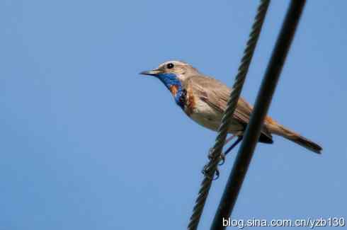 精神抖擞蓝点颏（组图，10张图片）