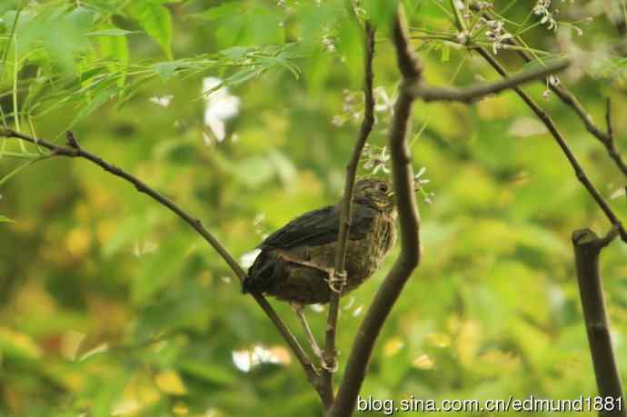 浦东世纪公园拍水鸡