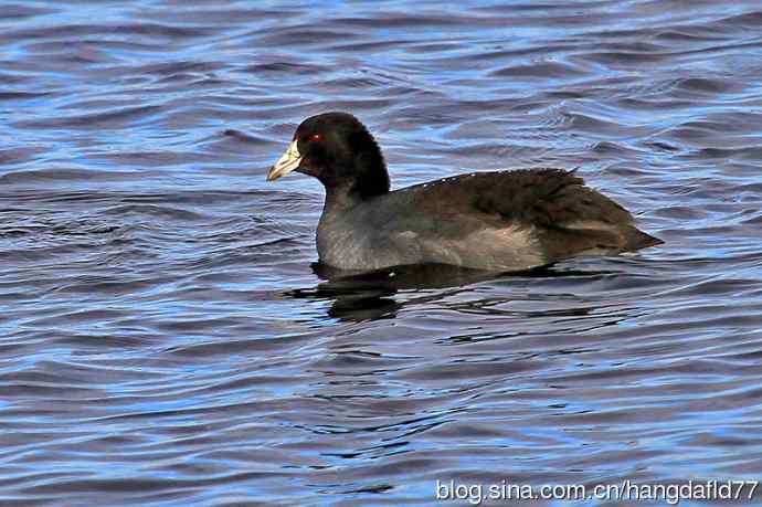 秋雀图：美洲骨顶