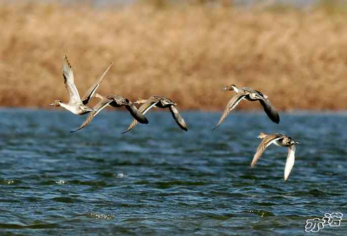 官厅水库&nbsp;wbr路&nbsp;wbr飞行的鸟儿
