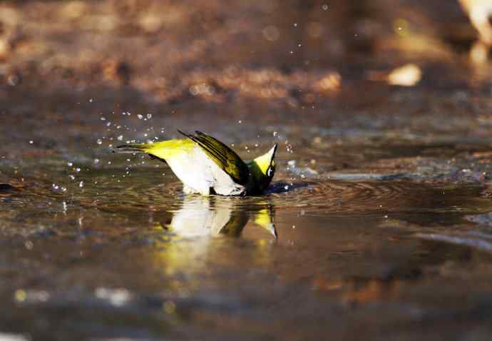 暗绿绣眼鸟（洗浴在冰水中）