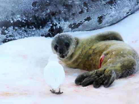 奇特的盔：白鞘嘴鸥