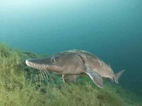 鱼类活化石：中华鲟