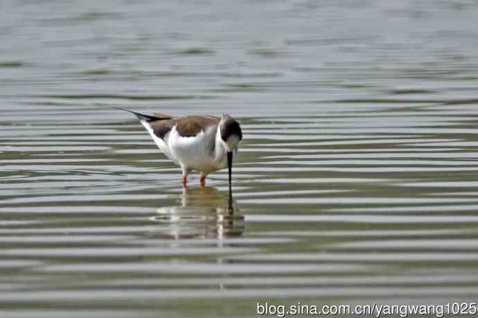 黑翅长脚鹬（6）