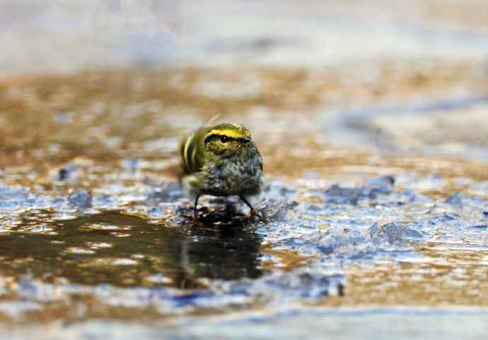 又见黄眉柳莺（洗浴版）
