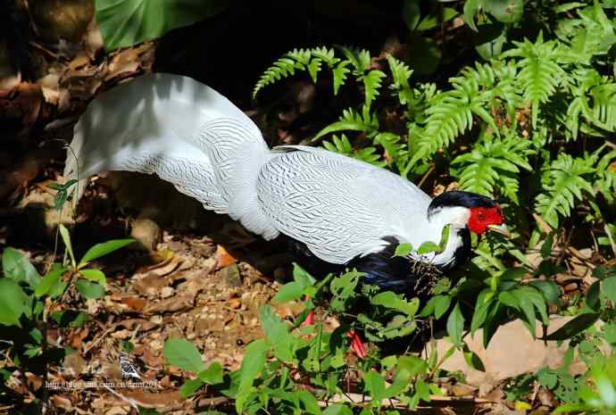山中仙子鈥斺敯尊