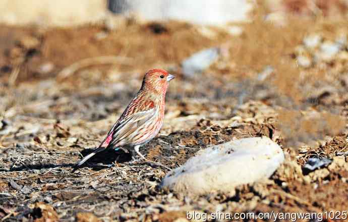 雄性北朱雀（1）