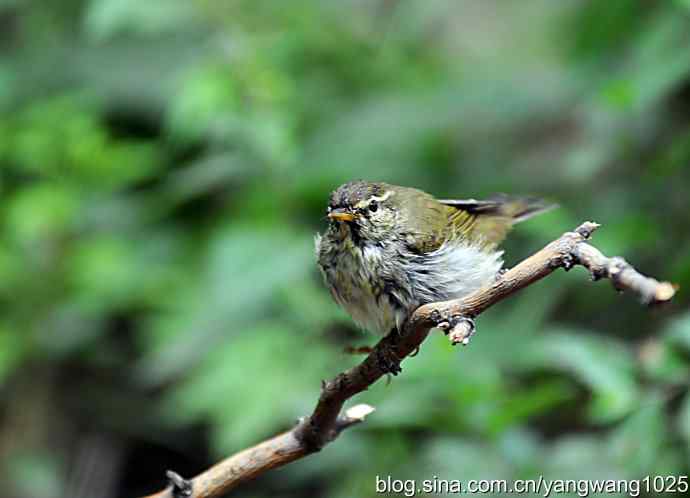极北柳莺(浴后晾羽)3 极北柳莺(浴后晾羽)3
