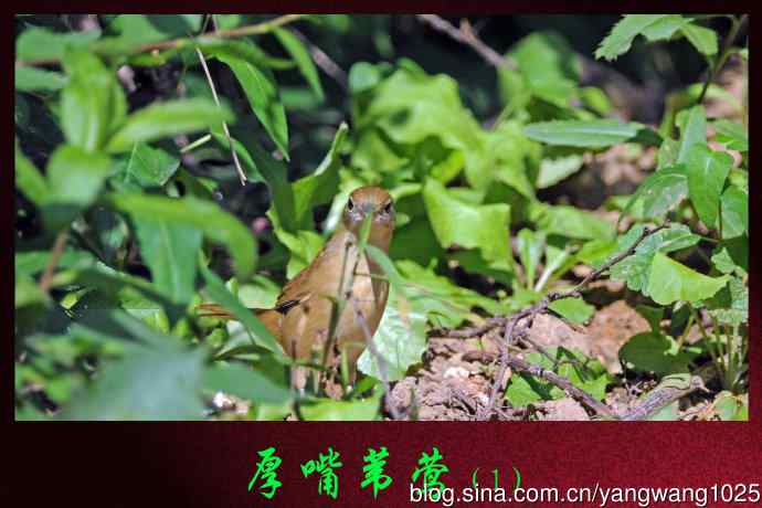 厚嘴苇莺(1) 厚嘴苇莺(1)