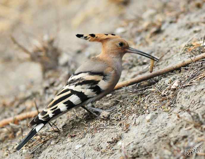 圆明园 wbr路 wbr戴胜 圆明园 wbr路 wbr戴胜