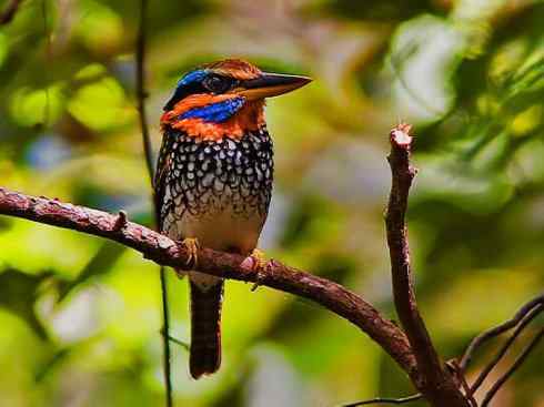 白头鸟系列：另类的美丽4