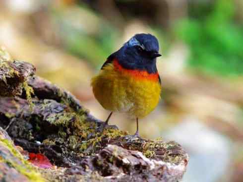 美丽无罪：雀鸟之林鸲