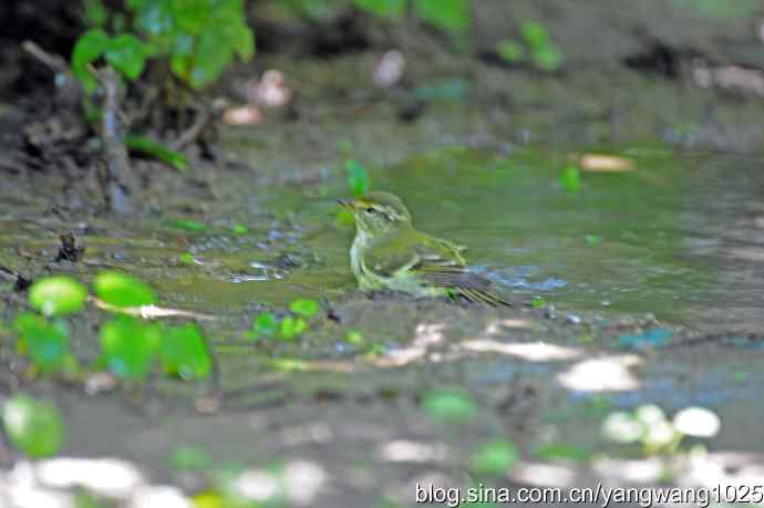 爽（洗浴的黄眉柳莺）1