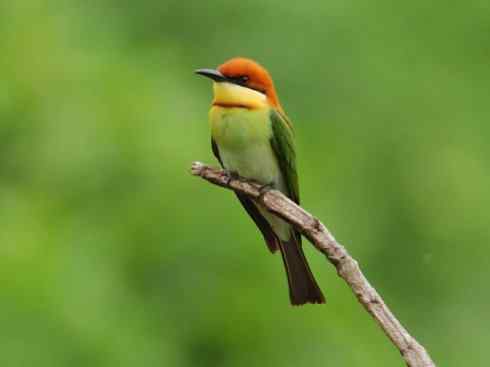 绝色攀禽：佛法僧目之蜂虎3