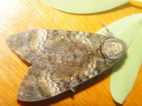 十大喜食蜂蜜动物：鬼脸天蛾