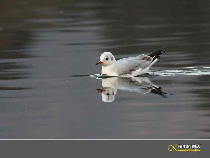 气定神闲鈥満熳炫糕