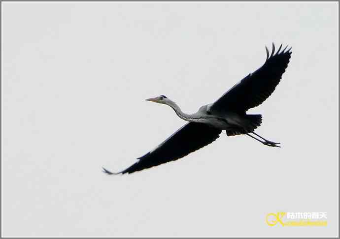 鹭舞【照片】 鹭舞【照片】