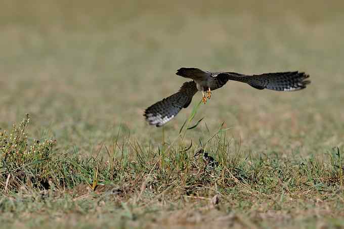 【新鸟】鹊鹞（雌）：野鸭湖之秋