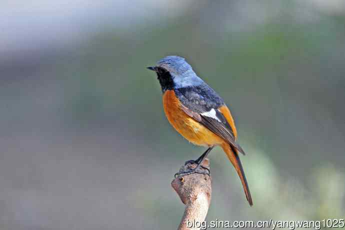 雄性北红尾鸲（28）