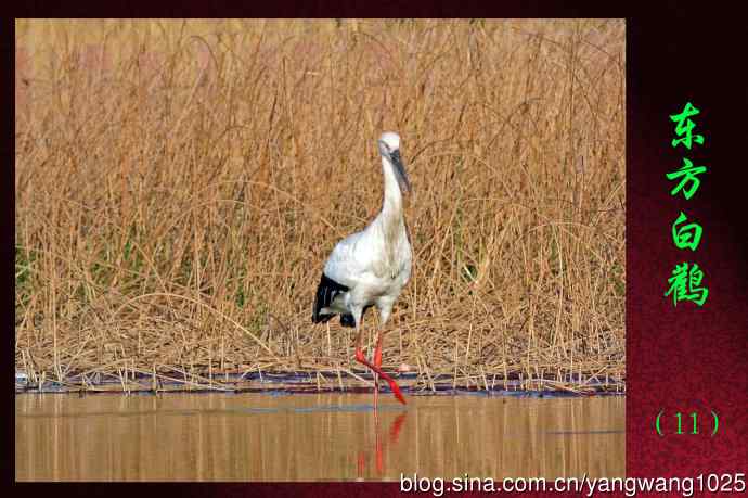 东方白鹳（11）