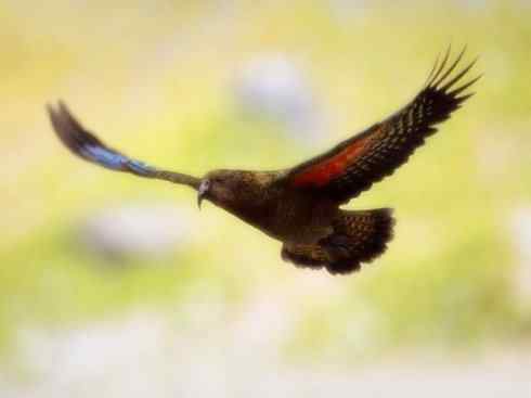 天生猎手：非猛禽类猎手之七（吸血的啄羊鹦鹉）