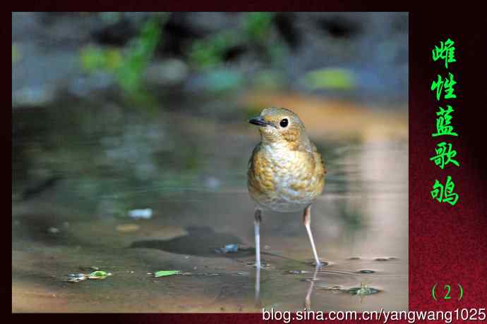 雌性蓝歌鸲（2）