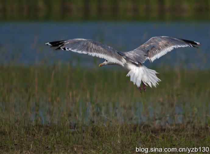 康西草原——孤独的银鸥（组图，7张图片）