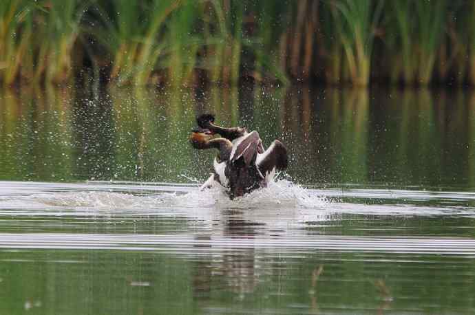 凤头鸊鷉（五）护犊撕打