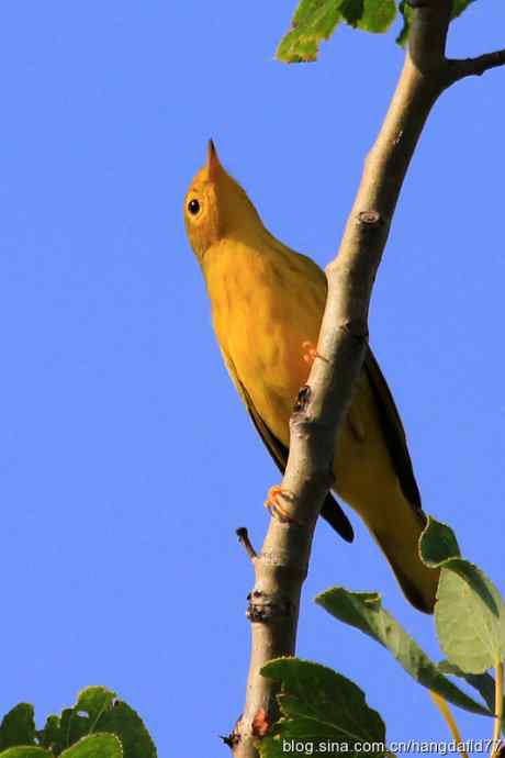 美国鸟类摄影——黄色林莺