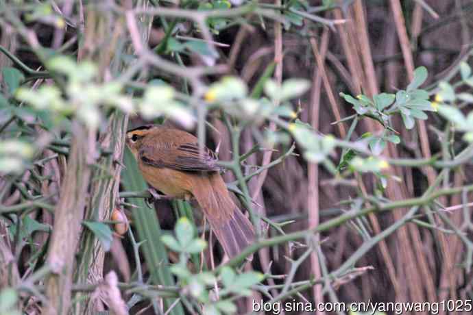 黑眉苇莺 黑眉苇莺