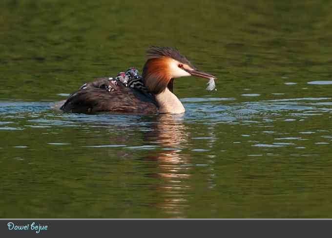 绿意倒映中的pt家园