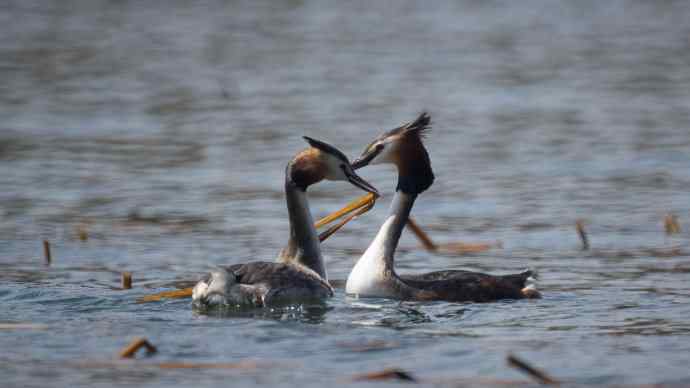 阳春三月闹爱情 阳春三月闹爱情