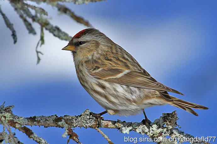 白腰朱顶雀（4）