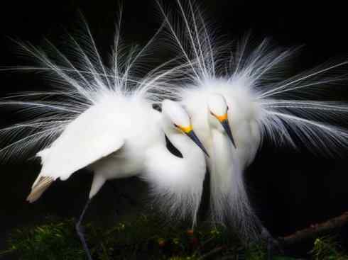 鸟类之最：斑腹沙锥